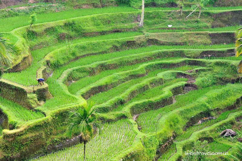 рисовые террасы Убуда, Бали