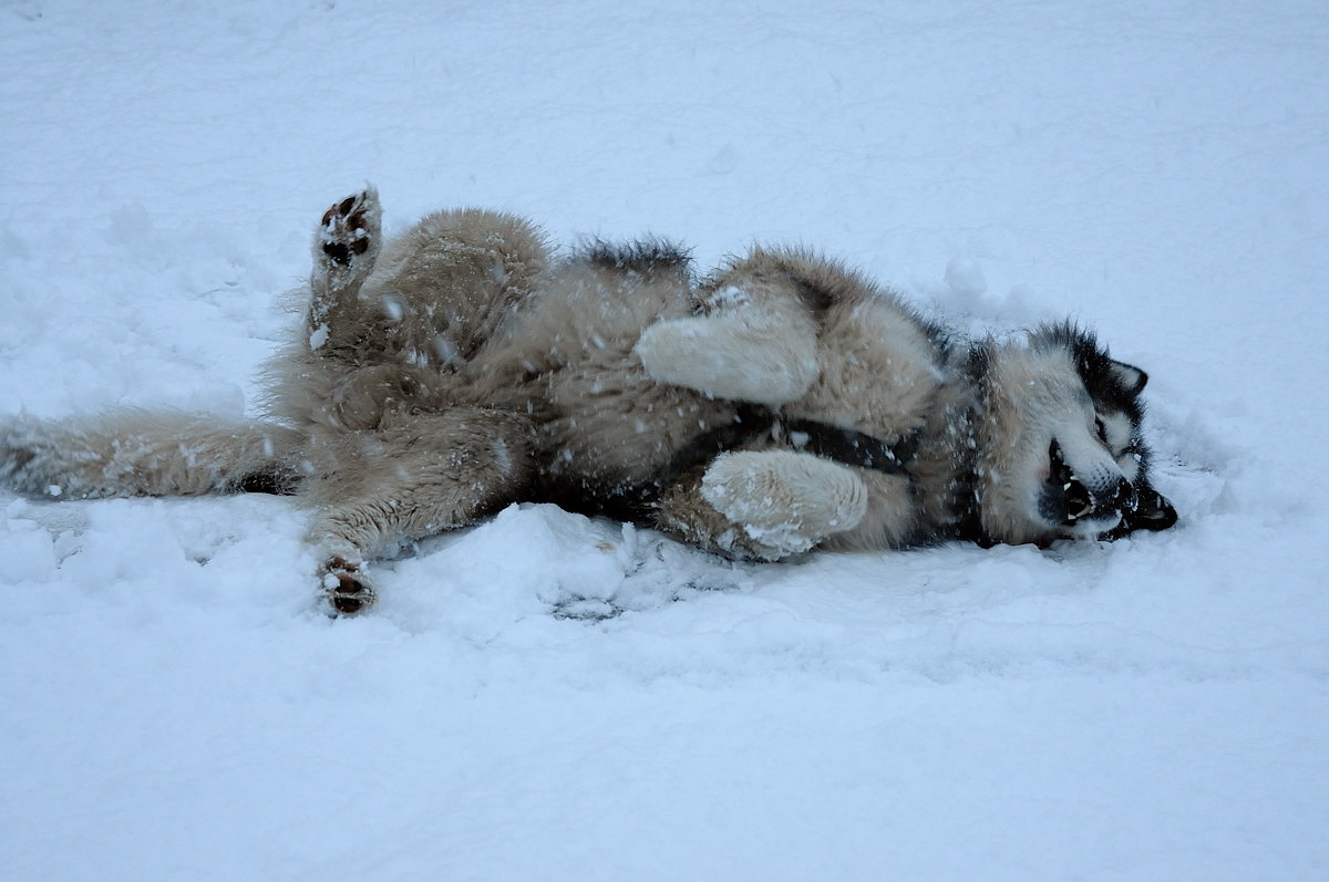 Джамбо в снегу
