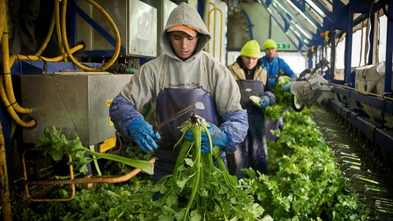 британские фермы и сезонные рабочие